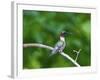 Minnesota, Mendota Heights, Cape May Warbler Perched on a Branch-Bernard Friel-Framed Photographic Print