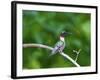 Minnesota, Mendota Heights, Cape May Warbler Perched on a Branch-Bernard Friel-Framed Photographic Print