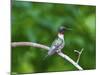 Minnesota, Mendota Heights, Cape May Warbler Perched on a Branch-Bernard Friel-Mounted Photographic Print