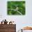 Minnesota, Mendota Heights, Cape May Warbler Perched on a Branch-Bernard Friel-Photographic Print displayed on a wall