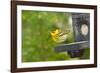 Minnesota, Mendota Heights, Cape May Warbler Perched on Bird Feeder-Bernard Friel-Framed Photographic Print