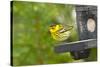 Minnesota, Mendota Heights, Cape May Warbler Perched on Bird Feeder-Bernard Friel-Stretched Canvas