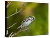 Minnesota, Mendota Heights, Chestnut Sided Warbler Perched on a Branch-Bernard Friel-Stretched Canvas