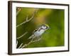 Minnesota, Mendota Heights, Chestnut Sided Warbler Perched on a Branch-Bernard Friel-Framed Photographic Print