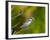 Minnesota, Mendota Heights, Chestnut Sided Warbler Perched on a Branch-Bernard Friel-Framed Photographic Print