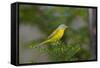 Minnesota, Mendota Heights, Nashville Warbler Perched on a Branch-Bernard Friel-Framed Stretched Canvas