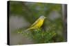 Minnesota, Mendota Heights, Nashville Warbler Perched on a Branch-Bernard Friel-Stretched Canvas