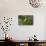 Minnesota, Mendota Heights, Nashville Warbler Perched on a Branch-Bernard Friel-Photographic Print displayed on a wall