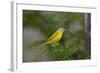 Minnesota, Mendota Heights, Nashville Warbler Perched on a Branch-Bernard Friel-Framed Photographic Print