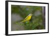 Minnesota, Mendota Heights, Nashville Warbler Perched on a Branch-Bernard Friel-Framed Photographic Print