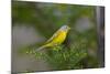 Minnesota, Mendota Heights, Nashville Warbler Perched on a Branch-Bernard Friel-Mounted Photographic Print