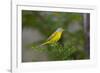 Minnesota, Mendota Heights, Nashville Warbler Perched on a Branch-Bernard Friel-Framed Photographic Print