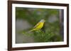 Minnesota, Mendota Heights, Nashville Warbler Perched on a Branch-Bernard Friel-Framed Photographic Print