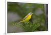 Minnesota, Mendota Heights, Nashville Warbler Perched on a Branch-Bernard Friel-Framed Photographic Print