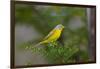 Minnesota, Mendota Heights, Nashville Warbler Perched on a Branch-Bernard Friel-Framed Photographic Print