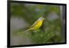 Minnesota, Mendota Heights, Nashville Warbler Perched on a Branch-Bernard Friel-Framed Photographic Print