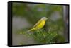 Minnesota, Mendota Heights, Nashville Warbler Perched on a Branch-Bernard Friel-Framed Stretched Canvas