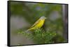 Minnesota, Mendota Heights, Nashville Warbler Perched on a Branch-Bernard Friel-Framed Stretched Canvas