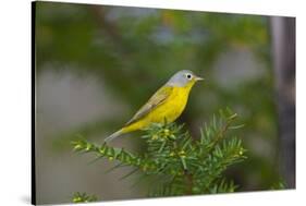 Minnesota, Mendota Heights, Nashville Warbler Perched on a Branch-Bernard Friel-Stretched Canvas