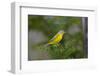 Minnesota, Mendota Heights, Nashville Warbler Perched on a Branch-Bernard Friel-Framed Photographic Print