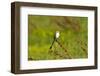 Minnesota, Mendota Heights, Scissor Tailed Flycatcher Perched-Bernard Friel-Framed Photographic Print