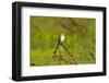 Minnesota, Mendota Heights, Scissor Tailed Flycatcher Perched-Bernard Friel-Framed Photographic Print