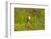 Minnesota, Mendota Heights, Scissor Tailed Flycatcher Perched-Bernard Friel-Framed Photographic Print