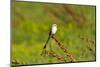 Minnesota, Mendota Heights, Scissor Tailed Flycatcher Perched-Bernard Friel-Mounted Photographic Print