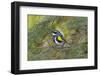 Minnesota, Mendota Heights, Yellow Rumped Warbler Perched on Branch-Bernard Friel-Framed Photographic Print