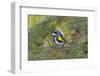 Minnesota, Mendota Heights, Yellow Rumped Warbler Perched on Branch-Bernard Friel-Framed Photographic Print