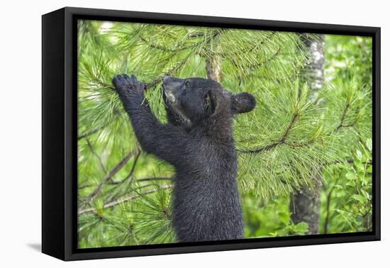 Minnesota, Minnesota Wildlife Connection. Black Bear Cub in a Pine-Rona Schwarz-Framed Stretched Canvas