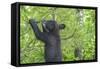 Minnesota, Minnesota Wildlife Connection. Black Bear Cub in a Pine-Rona Schwarz-Framed Stretched Canvas