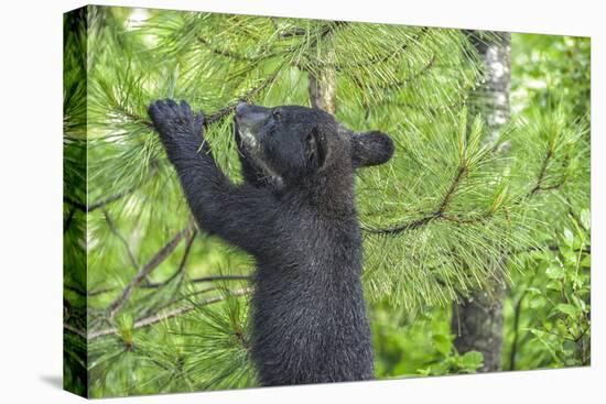 Minnesota, Minnesota Wildlife Connection. Black Bear Cub in a Pine-Rona Schwarz-Stretched Canvas