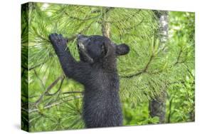 Minnesota, Minnesota Wildlife Connection. Black Bear Cub in a Pine-Rona Schwarz-Stretched Canvas