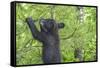 Minnesota, Minnesota Wildlife Connection. Black Bear Cub in a Pine-Rona Schwarz-Framed Stretched Canvas