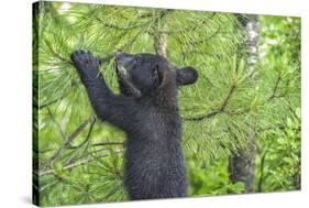 Minnesota, Minnesota Wildlife Connection. Black Bear Cub in a Pine-Rona Schwarz-Stretched Canvas