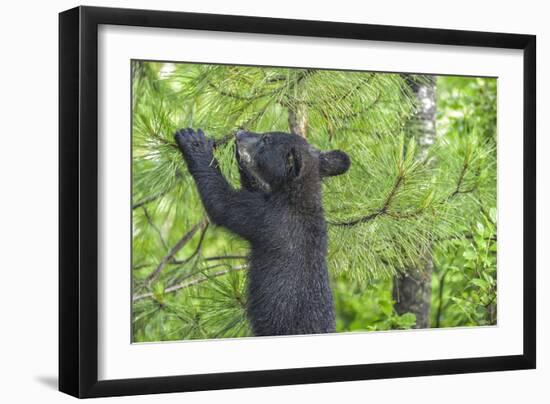 Minnesota, Minnesota Wildlife Connection. Black Bear Cub in a Pine-Rona Schwarz-Framed Photographic Print