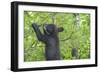 Minnesota, Minnesota Wildlife Connection. Black Bear Cub in a Pine-Rona Schwarz-Framed Photographic Print