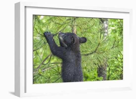 Minnesota, Minnesota Wildlife Connection. Black Bear Cub in a Pine-Rona Schwarz-Framed Photographic Print