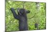 Minnesota, Minnesota Wildlife Connection. Black Bear Cub in a Pine-Rona Schwarz-Mounted Photographic Print