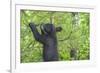 Minnesota, Minnesota Wildlife Connection. Black Bear Cub in a Pine-Rona Schwarz-Framed Photographic Print