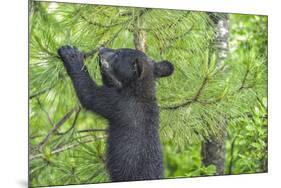 Minnesota, Minnesota Wildlife Connection. Black Bear Cub in a Pine-Rona Schwarz-Mounted Photographic Print