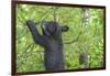 Minnesota, Minnesota Wildlife Connection. Black Bear Cub in a Pine-Rona Schwarz-Framed Photographic Print