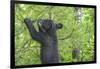 Minnesota, Minnesota Wildlife Connection. Black Bear Cub in a Pine-Rona Schwarz-Framed Photographic Print