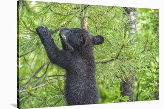 Minnesota, Minnesota Wildlife Connection. Black Bear Cub in a Pine-Rona Schwarz-Stretched Canvas