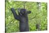 Minnesota, Minnesota Wildlife Connection. Black Bear Cub in a Pine-Rona Schwarz-Stretched Canvas