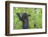 Minnesota, Minnesota Wildlife Connection. Black Bear Cub in a Pine-Rona Schwarz-Framed Photographic Print