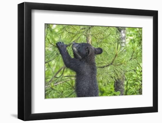 Minnesota, Minnesota Wildlife Connection. Black Bear Cub in a Pine-Rona Schwarz-Framed Photographic Print