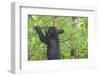 Minnesota, Minnesota Wildlife Connection. Black Bear Cub in a Pine-Rona Schwarz-Framed Photographic Print