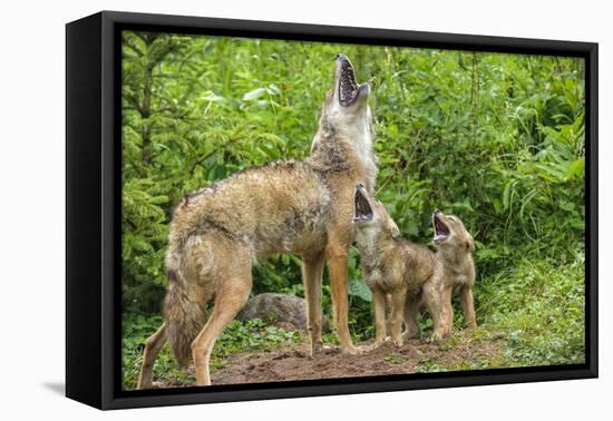 Minnesota, Minnesota Wildlife Connection. Coyote and Pups Howling-Rona Schwarz-Framed Stretched Canvas